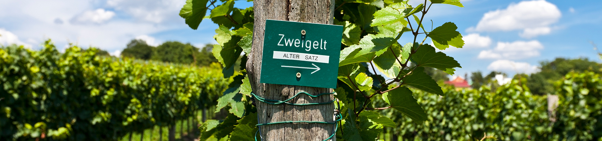 צווייגלט - Zweigelt 